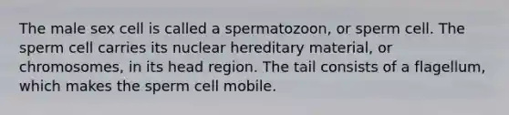 The male sex cell is called a spermatozoon, or sperm cell. The sperm cell carries its nuclear hereditary material, or chromosomes, in its head region. The tail consists of a flagellum, which makes the sperm cell mobile.