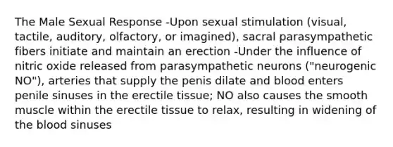 The Male Sexual Response -Upon sexual stimulation (visual, tactile, auditory, olfactory, or imagined), sacral parasympathetic fibers initiate and maintain an erection -Under the influence of nitric oxide released from parasympathetic neurons ("neurogenic NO"), arteries that supply the penis dilate and blood enters penile sinuses in the erectile tissue; NO also causes the smooth muscle within the erectile tissue to relax, resulting in widening of the blood sinuses