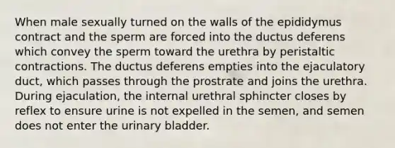 When male sexually turned on the walls of the epididymus contract and the sperm are forced into the ductus deferens which convey the sperm toward the urethra by peristaltic contractions. The ductus deferens empties into the ejaculatory duct, which passes through the prostrate and joins the urethra. During ejaculation, the internal urethral sphincter closes by reflex to ensure urine is not expelled in the semen, and semen does not enter the <a href='https://www.questionai.com/knowledge/kb9SdfFdD9-urinary-bladder' class='anchor-knowledge'>urinary bladder</a>.