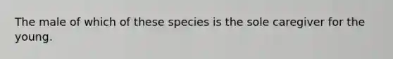 The male of which of these species is the sole caregiver for the young.