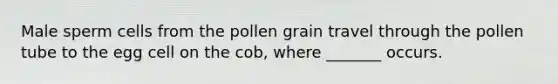 Male sperm cells from the pollen grain travel through the pollen tube to the egg cell on the cob, where _______ occurs.