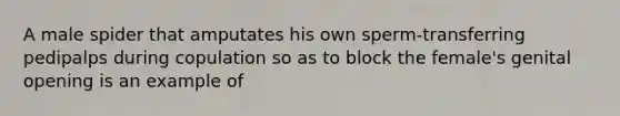 A male spider that amputates his own sperm-transferring pedipalps during copulation so as to block the female's genital opening is an example of