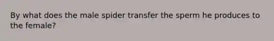 By what does the male spider transfer the sperm he produces to the female?