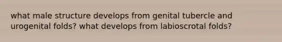 what male structure develops from genital tubercle and urogenital folds? what develops from labioscrotal folds?