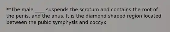 **The male ____ suspends the scrotum and contains the root of the penis, and the anus. It is the diamond shaped region located between the pubic symphysis and coccyx