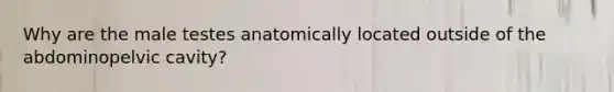 Why are the male testes anatomically located outside of the abdominopelvic cavity?