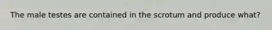 The male testes are contained in the scrotum and produce what?