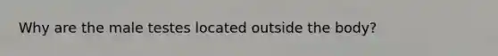 Why are the male testes located outside the body?