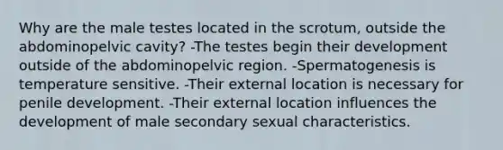 Why are the male testes located in the scrotum, outside the abdominopelvic cavity? -The testes begin their development outside of the abdominopelvic region. -Spermatogenesis is temperature sensitive. -Their external location is necessary for penile development. -Their external location influences the development of male secondary sexual characteristics.