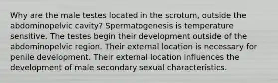 Why are the male testes located in the scrotum, outside the abdominopelvic cavity? Spermatogenesis is temperature sensitive. The testes begin their development outside of the abdominopelvic region. Their external location is necessary for penile development. Their external location influences the development of male secondary sexual characteristics.