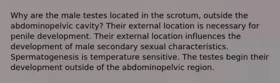 Why are the male testes located in the scrotum, outside the abdominopelvic cavity? Their external location is necessary for penile development. Their external location influences the development of male secondary sexual characteristics. Spermatogenesis is temperature sensitive. The testes begin their development outside of the abdominopelvic region.