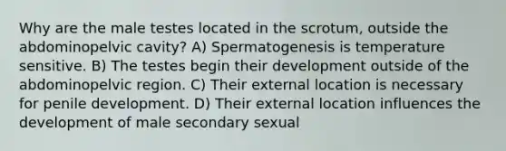 Why are the male testes located in the scrotum, outside the abdominopelvic cavity? A) Spermatogenesis is temperature sensitive. B) The testes begin their development outside of the abdominopelvic region. C) Their external location is necessary for penile development. D) Their external location influences the development of male secondary sexual