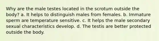 Why are the male testes located in the scrotum outside the body? a. It helps to distinguish males from females. b. Immature sperm are temperature sensitive. c. It helps the male secondary sexual characteristics develop. d. The testis are better protected outside the body.