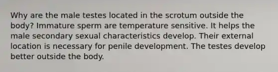 Why are the male testes located in the scrotum outside the body? Immature sperm are temperature sensitive. It helps the male secondary sexual characteristics develop. Their external location is necessary for penile development. The testes develop better outside the body.