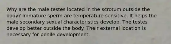 Why are the male testes located in the scrotum outside the body? Immature sperm are temperature sensitive. It helps the male secondary sexual characteristics develop. The testes develop better outside the body. Their external location is necessary for penile development.