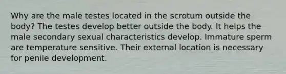 Why are the male testes located in the scrotum outside the body? The testes develop better outside the body. It helps the male secondary sexual characteristics develop. Immature sperm are temperature sensitive. Their external location is necessary for penile development.