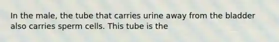 In the male, the tube that carries urine away from the bladder also carries sperm cells. This tube is the