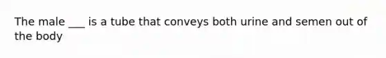 The male ___ is a tube that conveys both urine and semen out of the body