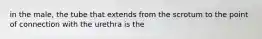 in the male, the tube that extends from the scrotum to the point of connection with the urethra is the