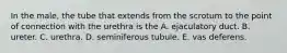 In the male, the tube that extends from the scrotum to the point of connection with the urethra is the A. ejaculatory duct. B. ureter. C. urethra. D. seminiferous tubule. E. vas deferens.