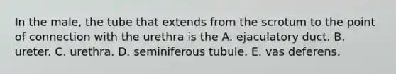 In the male, the tube that extends from the scrotum to the point of connection with the urethra is the A. ejaculatory duct. B. ureter. C. urethra. D. seminiferous tubule. E. vas deferens.