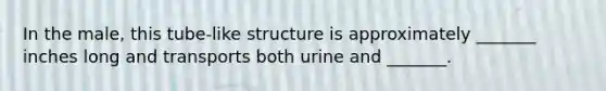 In the male, this tube-like structure is approximately _______ inches long and transports both urine and _______.