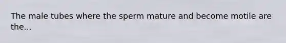 The male tubes where the sperm mature and become motile are the...