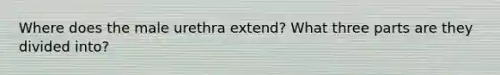 Where does the male urethra extend? What three parts are they divided into?