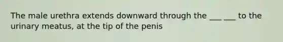 The male urethra extends downward through the ___ ___ to the urinary meatus, at the tip of the penis