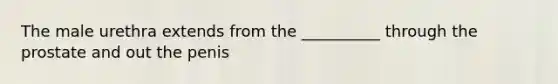 The male urethra extends from the __________ through the prostate and out the penis