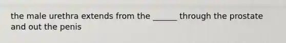 the male urethra extends from the ______ through the prostate and out the penis