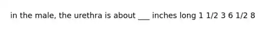 in the male, the urethra is about ___ inches long 1 1/2 3 6 1/2 8