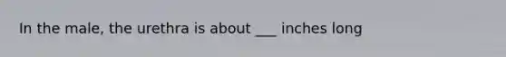 In the male, the urethra is about ___ inches long