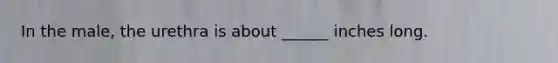 In the male, the urethra is about ______ inches long.