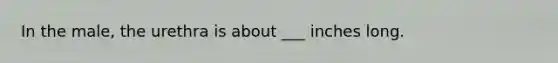 In the male, the urethra is about ___ inches long.
