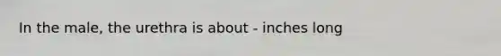 In the male, the urethra is about - inches long