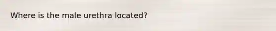 Where is the male urethra located?