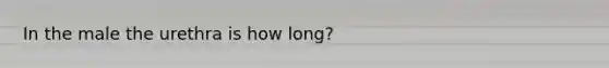 In the male the urethra is how long?