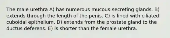 The male urethra A) has numerous mucous-secreting glands. B) extends through the length of the penis. C) is lined with ciliated cuboidal epithelium. D) extends from the prostate gland to the ductus deferens. E) is shorter than the female urethra.