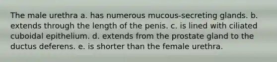 The male urethra a. has numerous mucous-secreting glands. b. extends through the length of the penis. c. is lined with ciliated cuboidal epithelium. d. extends from the prostate gland to the ductus deferens. e. is shorter than the female urethra.