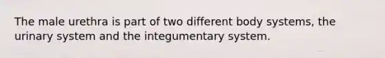 The male urethra is part of two different body systems, the urinary system and the integumentary system.