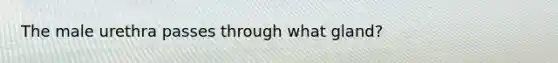 The male urethra passes through what gland?