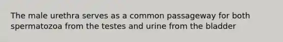 The male urethra serves as a common passageway for both spermatozoa from the testes and urine from the bladder