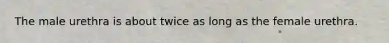 The male urethra is about twice as long as the female urethra.