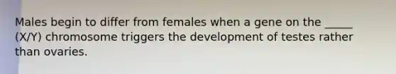 Males begin to differ from females when a gene on the _____ (X/Y) chromosome triggers the development of testes rather than ovaries.