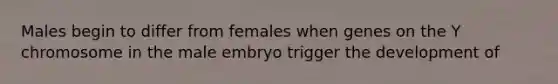 Males begin to differ from females when genes on the Y chromosome in the male embryo trigger the development of