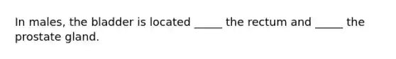 In males, the bladder is located _____ the rectum and _____ the prostate gland.