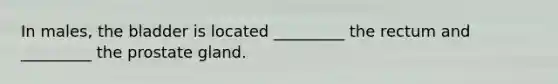 In males, the bladder is located _________ the rectum and _________ the prostate gland.