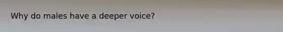 Why do males have a deeper voice?