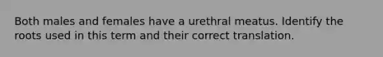 Both males and females have a urethral meatus. Identify the roots used in this term and their correct translation.